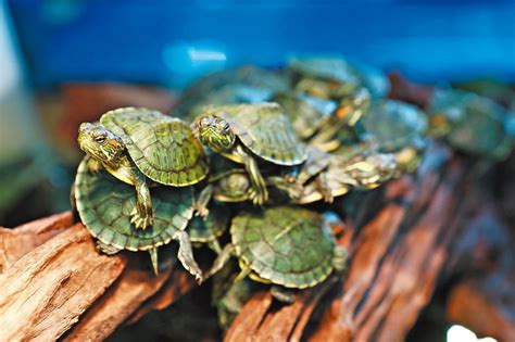 烏龜 魚 混養|魚中魚─靈獸烏龜的飼養方法